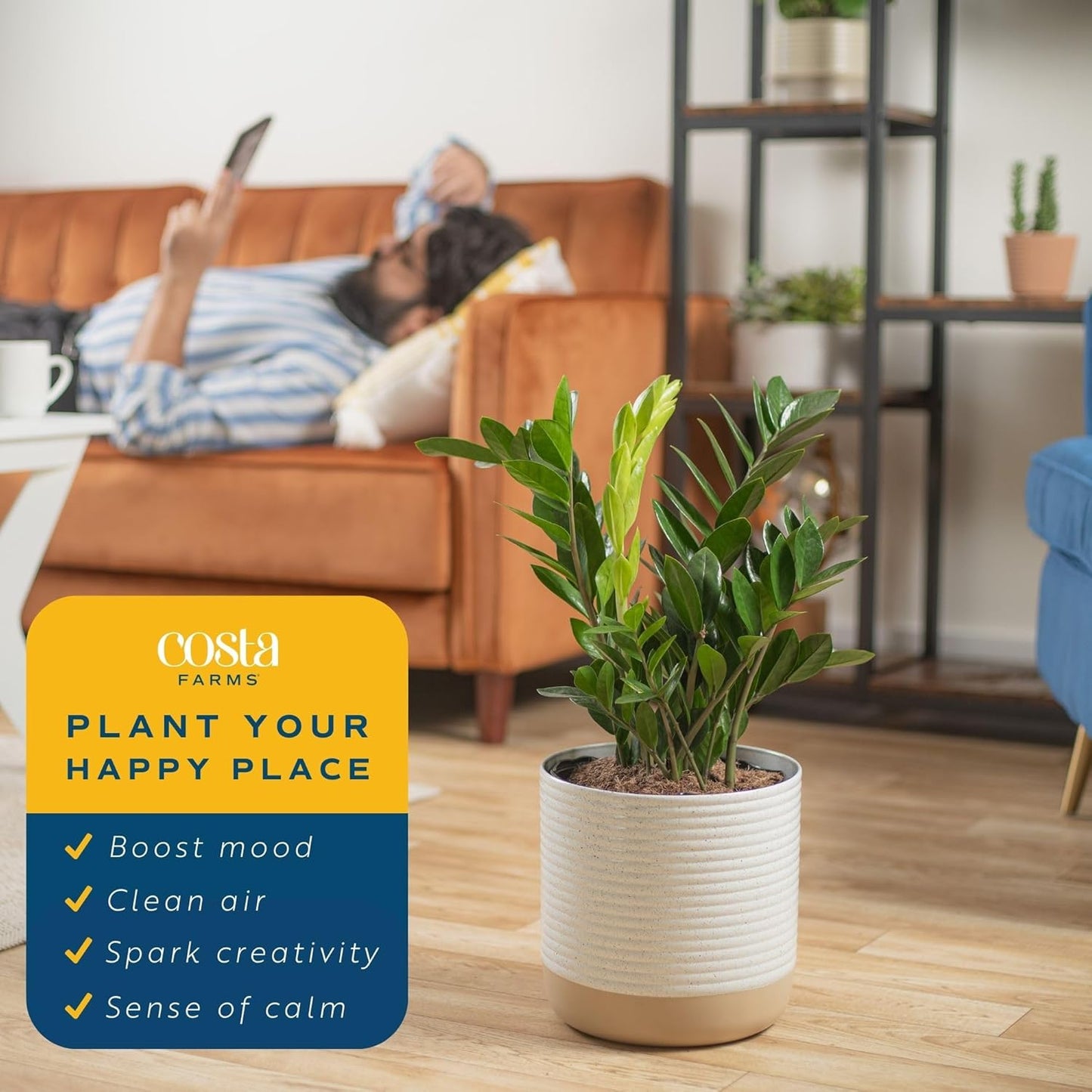 ZZ Plant, Live Indoor Houseplant in Modern Decor Planter, Natural Air Purifier in Potting Soil, Gift for Plant Lovers, Birthday Gift, Tabletop Living Room Decor, Desk Decor, 22-Inches Tall