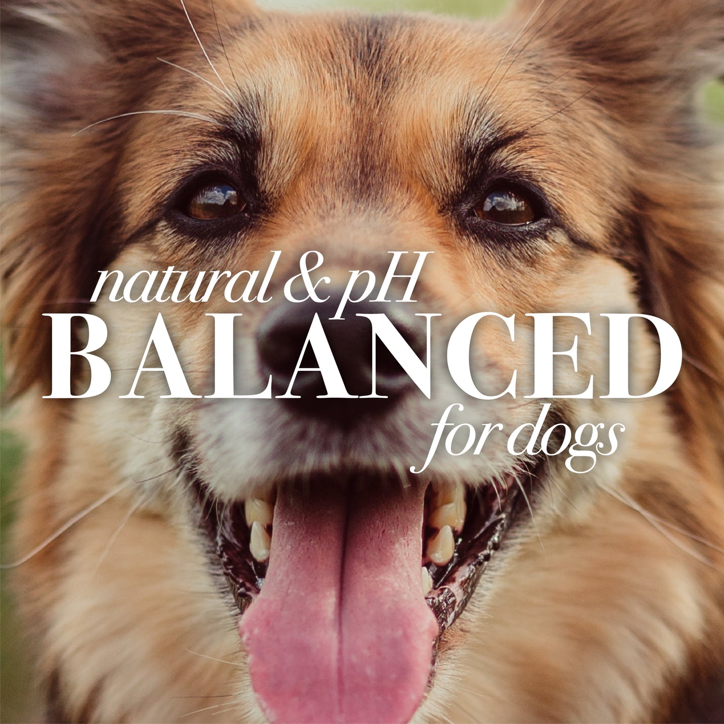 for Pets Natural Oatmeal Conditioner Colloidal Oat Flour & Honey for Dogs 10 Oz.