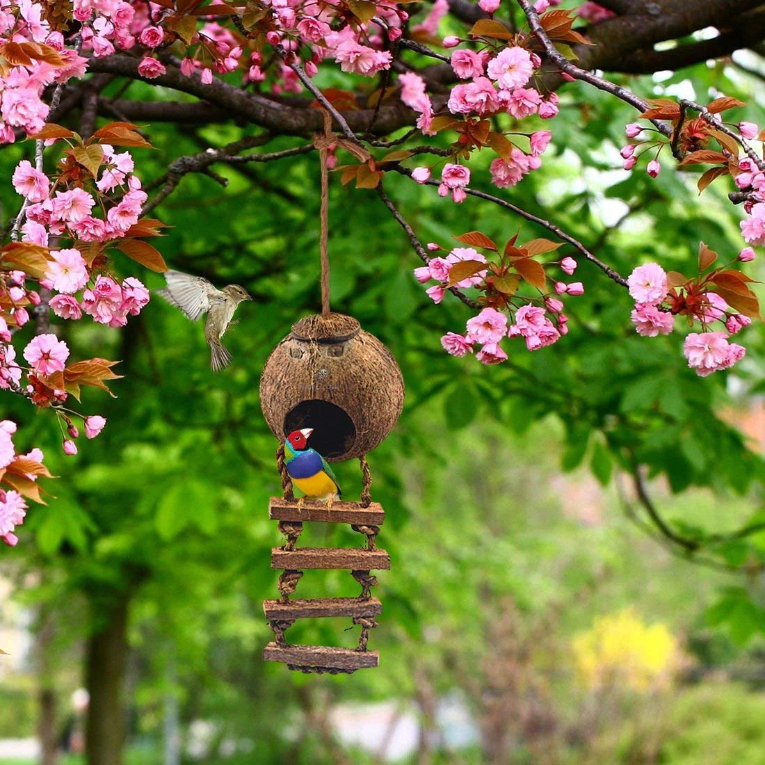 Natural Coconut Shell Nest & Hanging Bird House with Ladder