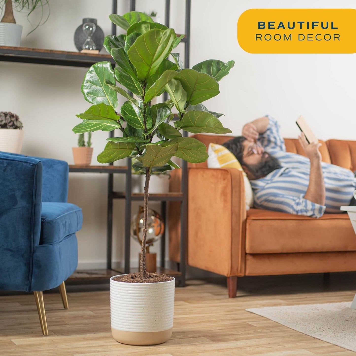 Fiddle Leaf Fig Tree, Live Indoor Floor Plant in Nursery Grow Pot, Clean Air Purifying Houseplant in Potting Soil, Living Room Decor, Housewarming New Home Gift, 3-4 Feet Tall
