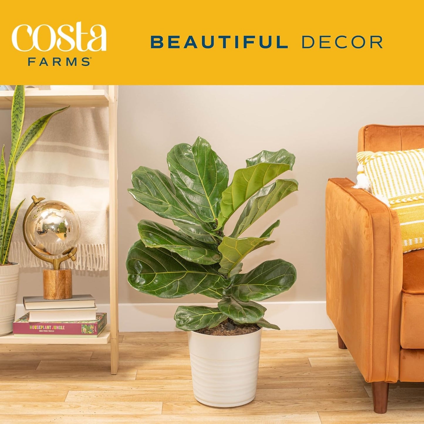Fiddle Leaf Fig, Live Indoor Ficus Lyrata Floor Plant, Tropical Houseplant Potted in Nursery Planter, Housewarming, Birthday, Office and Living Room Decor, 2-3 Feet Tall