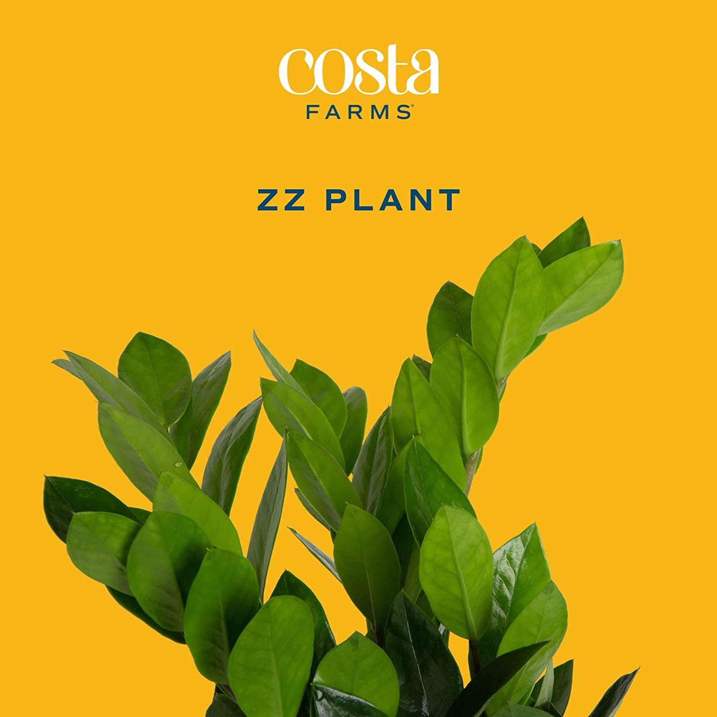 ZZ Plant, Live Indoor Houseplant in Modern Decor Planter, Natural Air Purifier in Potting Soil, Gift for Plant Lovers, Birthday Gift, Tabletop Living Room Decor, Desk Decor, 22-Inches Tall