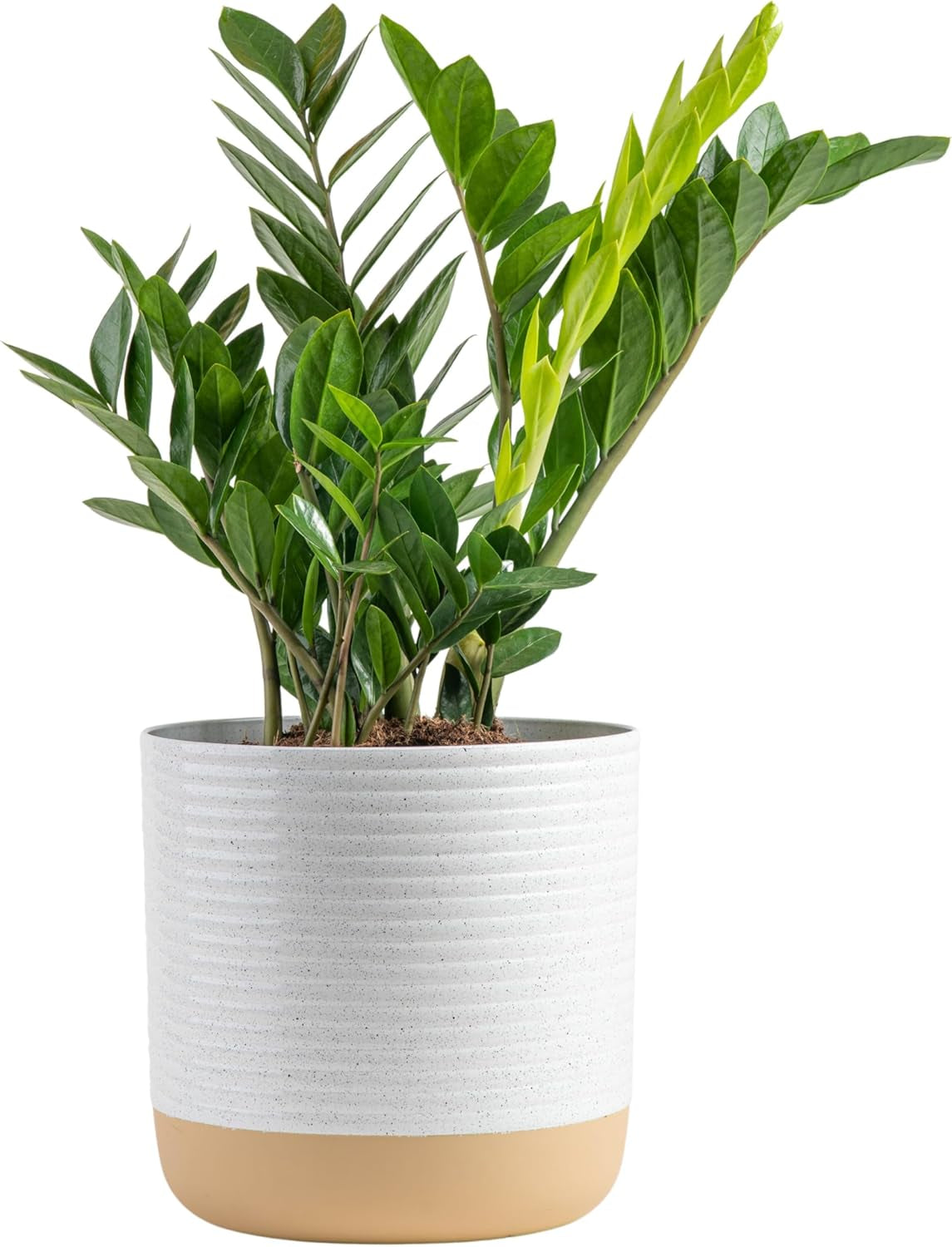ZZ Plant, Live Indoor Houseplant in Modern Decor Planter, Natural Air Purifier in Potting Soil, Gift for Plant Lovers, Birthday Gift, Tabletop Living Room Decor, Desk Decor, 22-Inches Tall