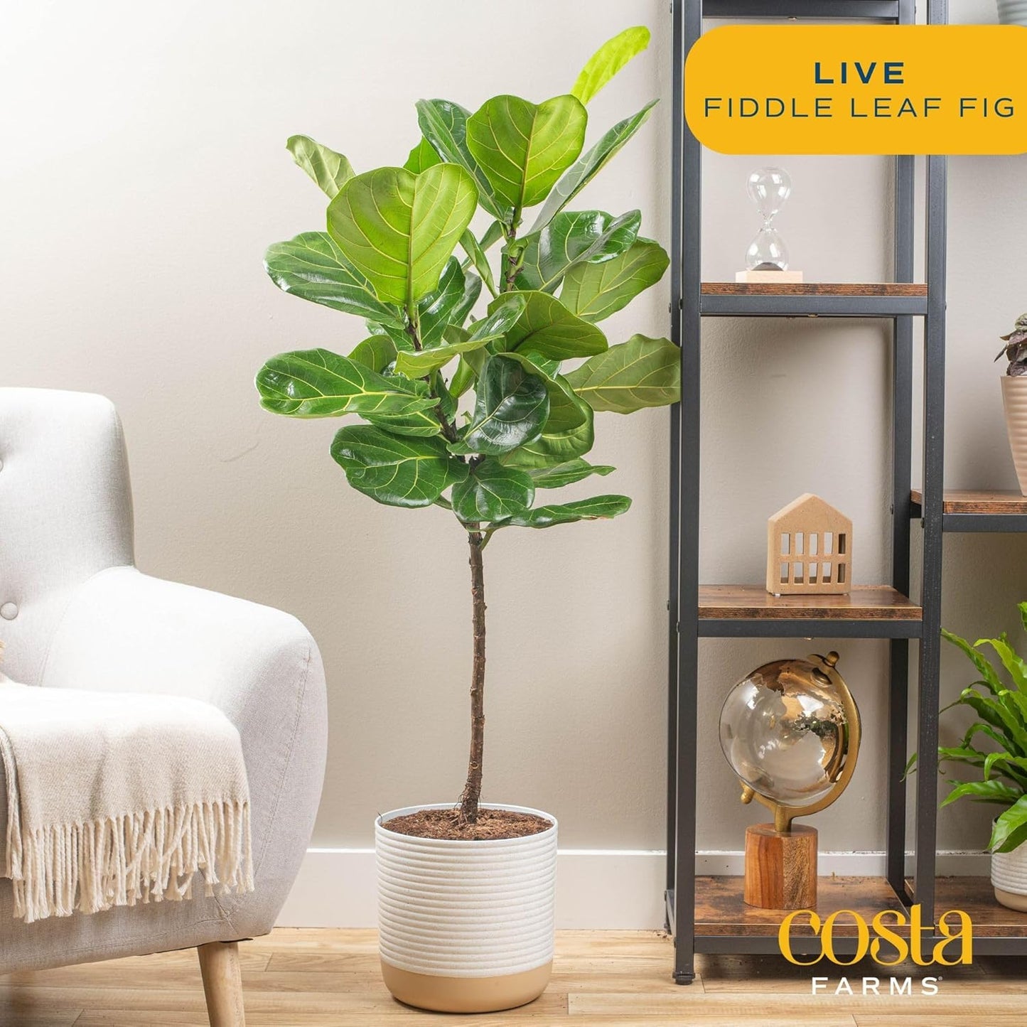 Fiddle Leaf Fig Tree, Live Indoor Floor Plant in Nursery Grow Pot, Clean Air Purifying Houseplant in Potting Soil, Living Room Decor, Housewarming New Home Gift, 3-4 Feet Tall