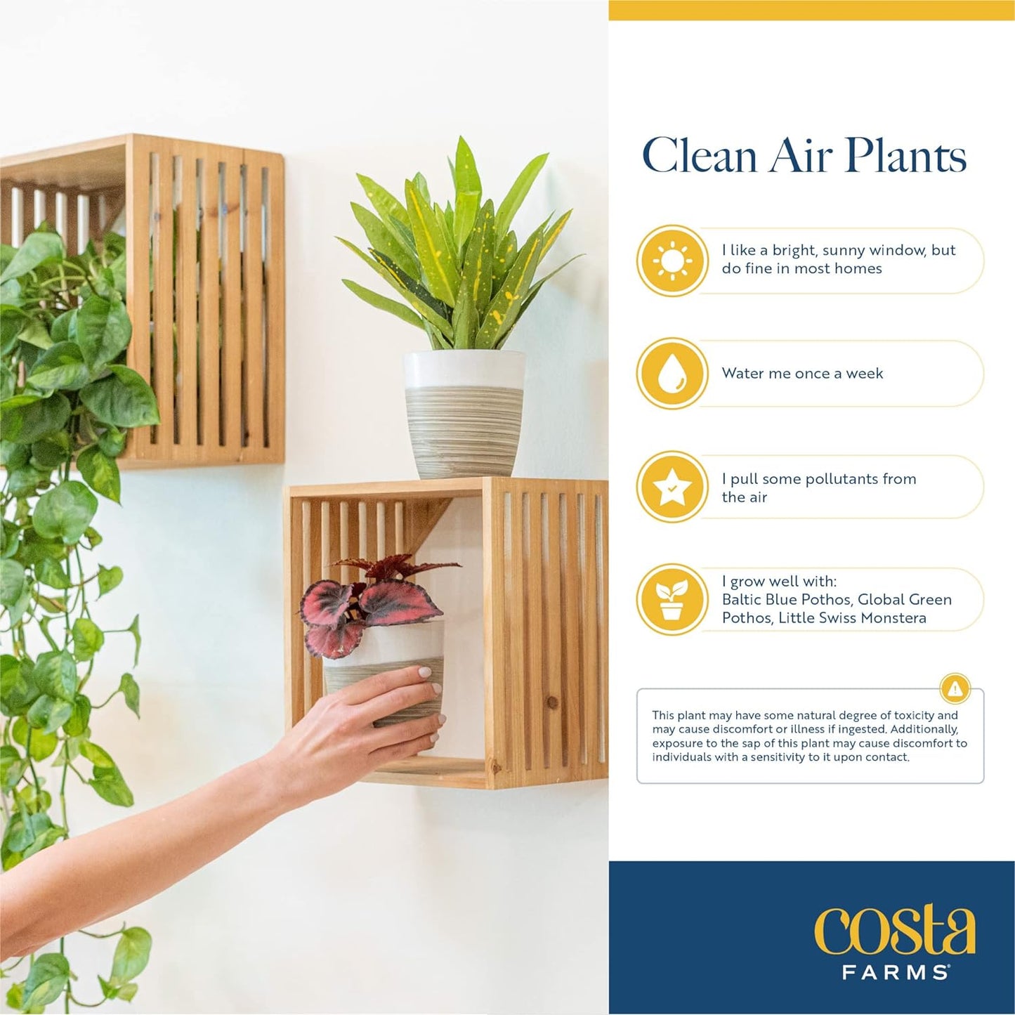 Live House Plants (4 Pack), Easy to Grow Live Indoor Houseplants, Grower'S Choice Air Purifier Set, Potted in Indoors Garden Plant Pots, Potting Soil, Housewarming Gift, Home or Room Decor