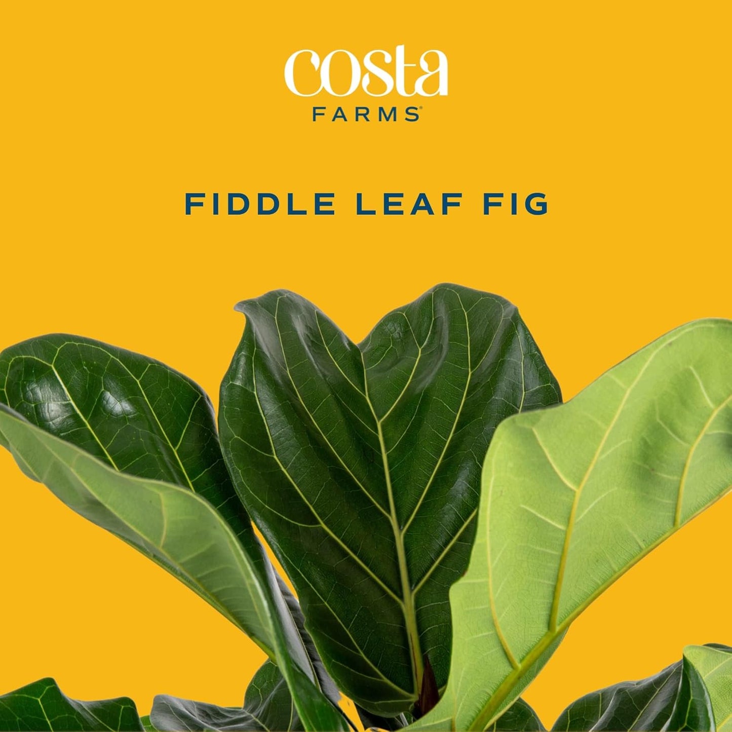 Fiddle Leaf Fig Tree, Live Indoor Floor Plant in Nursery Grow Pot, Clean Air Purifying Houseplant in Potting Soil, Living Room Decor, Housewarming New Home Gift, 3-4 Feet Tall