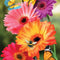 Garden Gerber Daisies Spring House Flag Butterflies Floral 28" X 40"