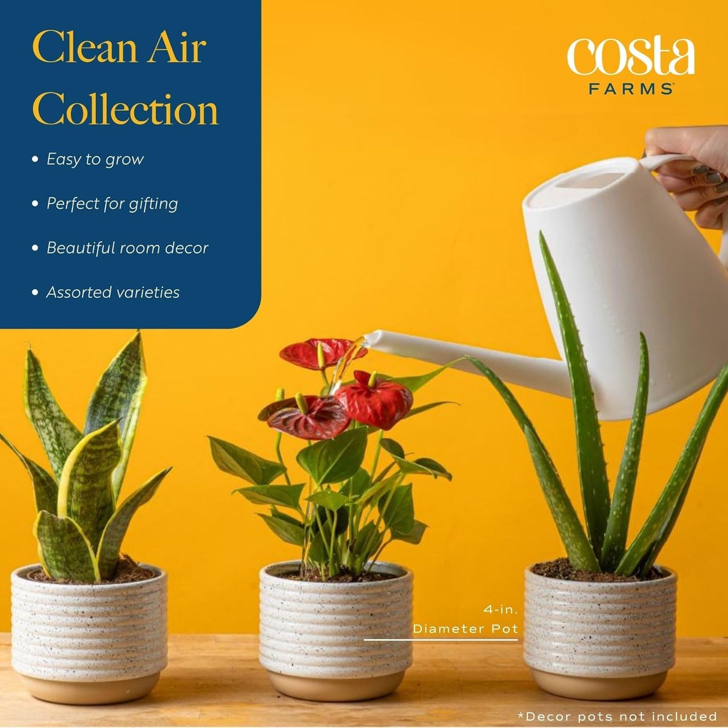 Live House Plants (4 Pack), Easy to Grow Live Indoor Houseplants, Grower'S Choice Air Purifier Set, Potted in Indoors Garden Plant Pots, Potting Soil, Housewarming Gift, Home or Room Decor