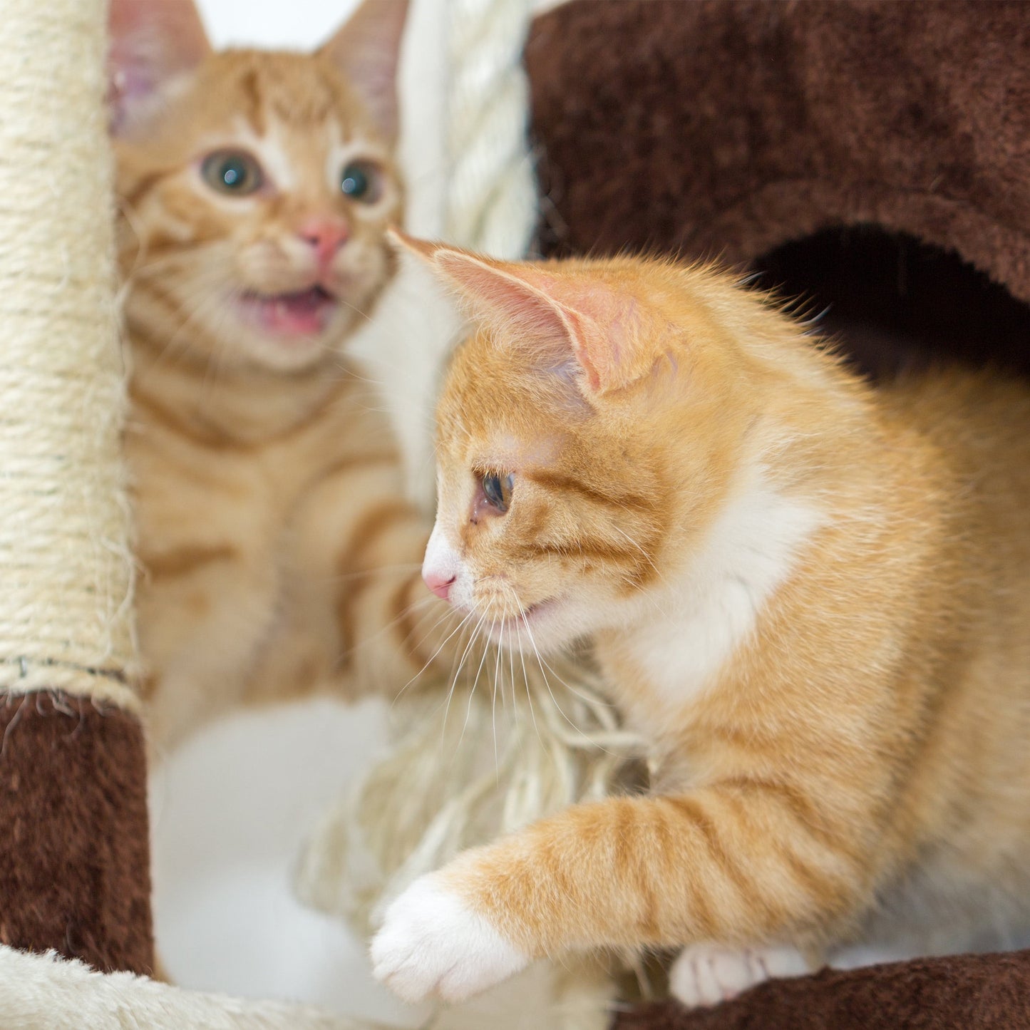 3-Tier Cat Tower - Napping Perches Cat Condo with Ladder 3 Sisal Rope Scratching Posts Hanging Toy ? Cat Tree for Indoor Cats by (Brown)