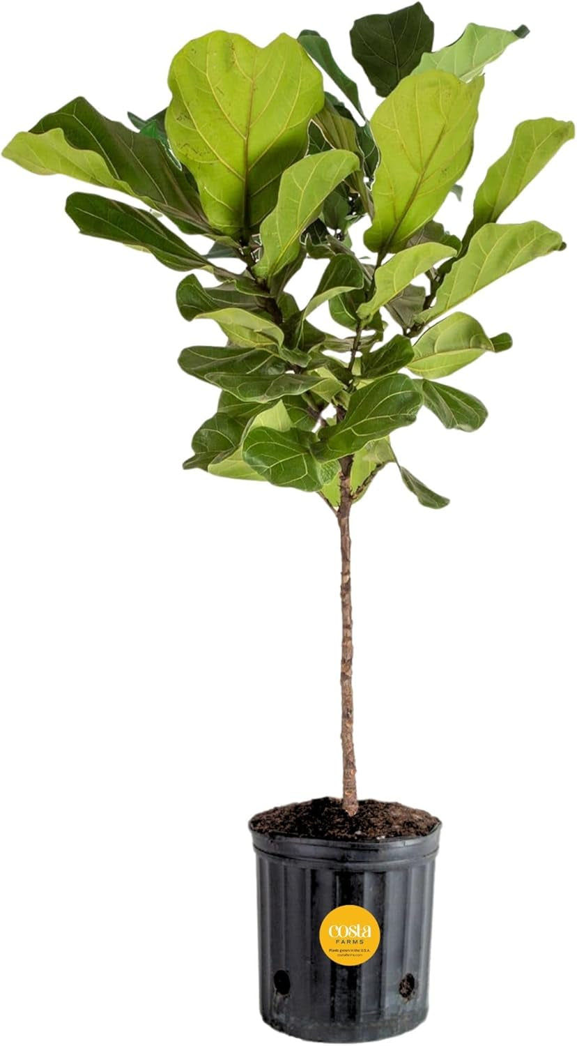 Fiddle Leaf Fig Tree, Live Indoor Floor Plant in Nursery Grow Pot, Clean Air Purifying Houseplant in Potting Soil, Living Room Decor, Housewarming New Home Gift, 3-4 Feet Tall