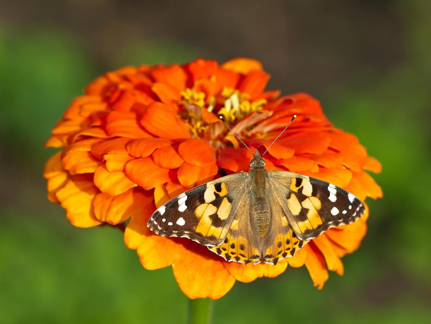 Butterfly Farm™ | Butterfly Kit with Live Cup of Caterpillars | 5 Caterpillars, Reusable Habitat, STEM Butterfly Journal & More