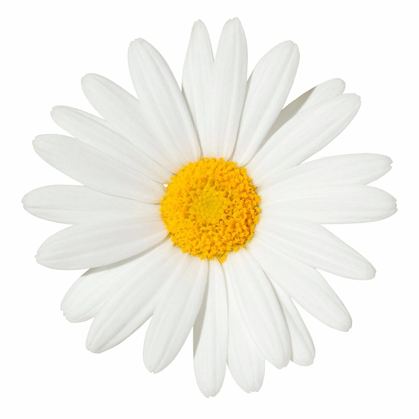 - Daisy Tote Bag - Natural Canvas Tote Bag, Cloth Shopping Bag