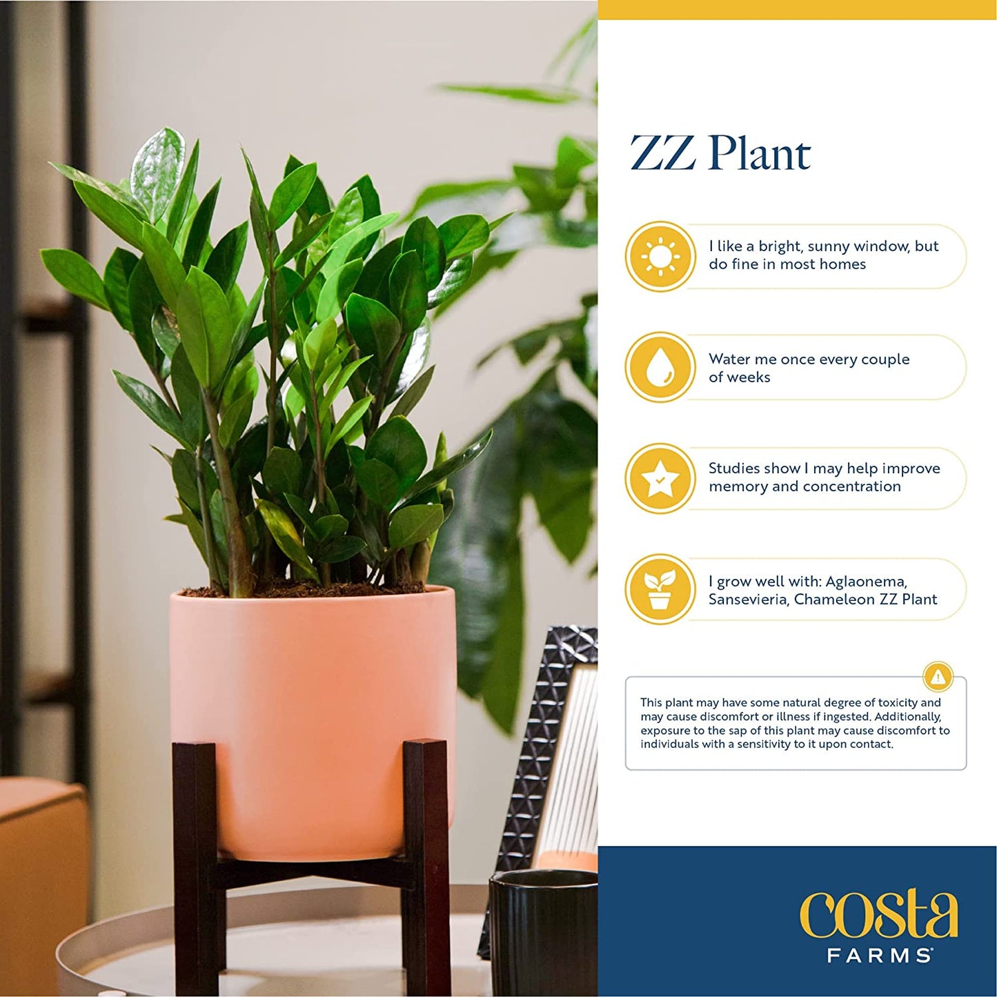 ZZ Plant, Live Indoor Houseplant in Modern Decor Planter, Natural Air Purifier in Potting Soil, Gift for Plant Lovers, Birthday Gift, Tabletop Living Room Decor, Desk Decor, 22-Inches Tall