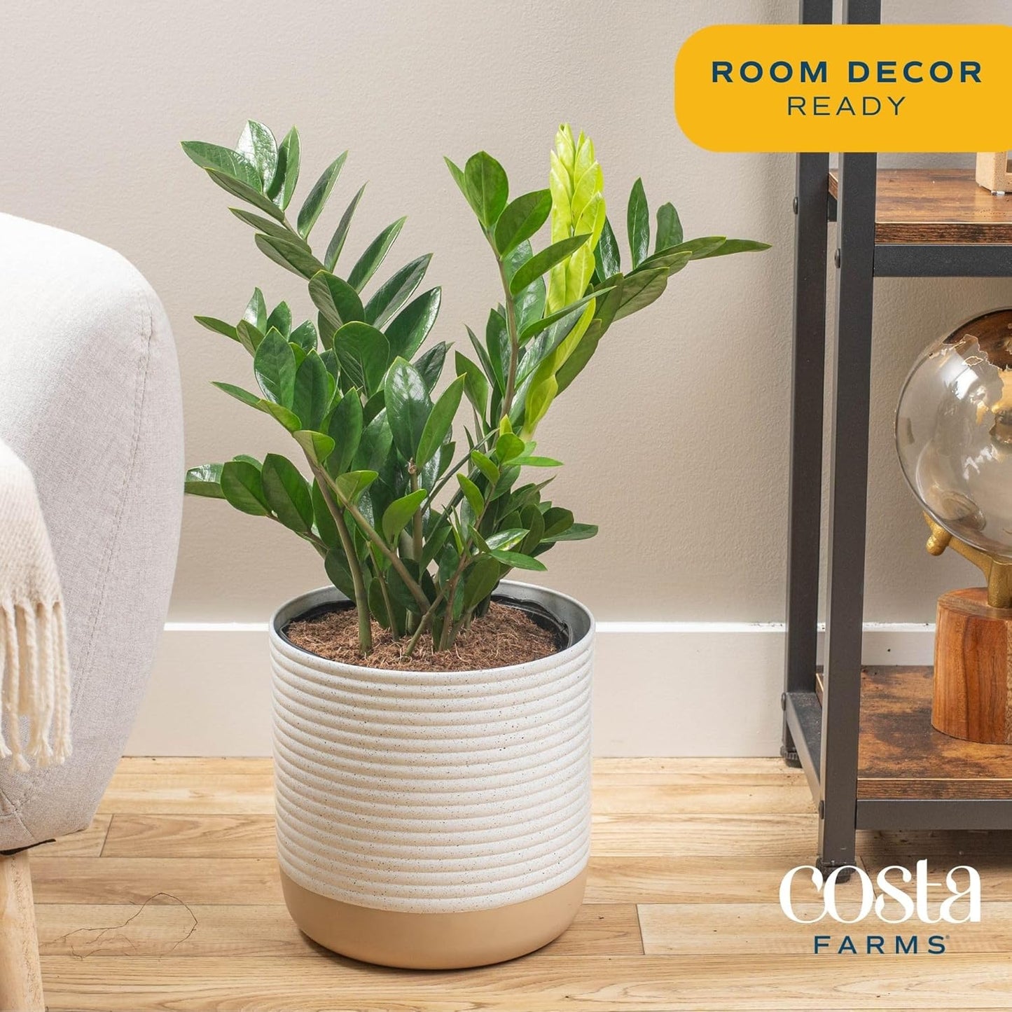 ZZ Plant, Live Indoor Houseplant in Modern Decor Planter, Natural Air Purifier in Potting Soil, Gift for Plant Lovers, Birthday Gift, Tabletop Living Room Decor, Desk Decor, 22-Inches Tall