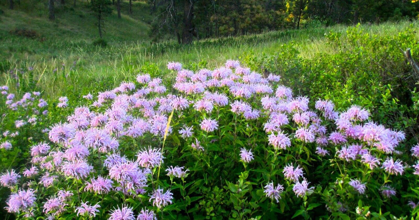 Wild Bergamot Seeds, Monarda, Bee Balm, Attracts Butterflies & Bees, FREE SHIP
