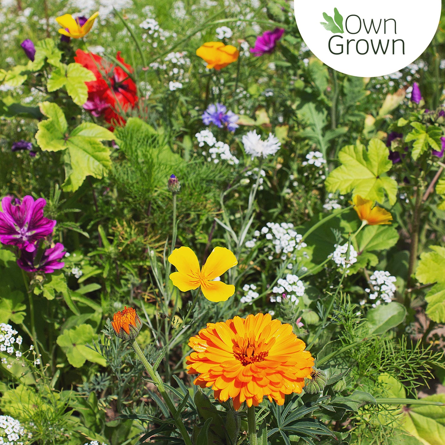 Bee Kind 10000 Wildflower Seeds Mix Flower Seed, Attract Bees