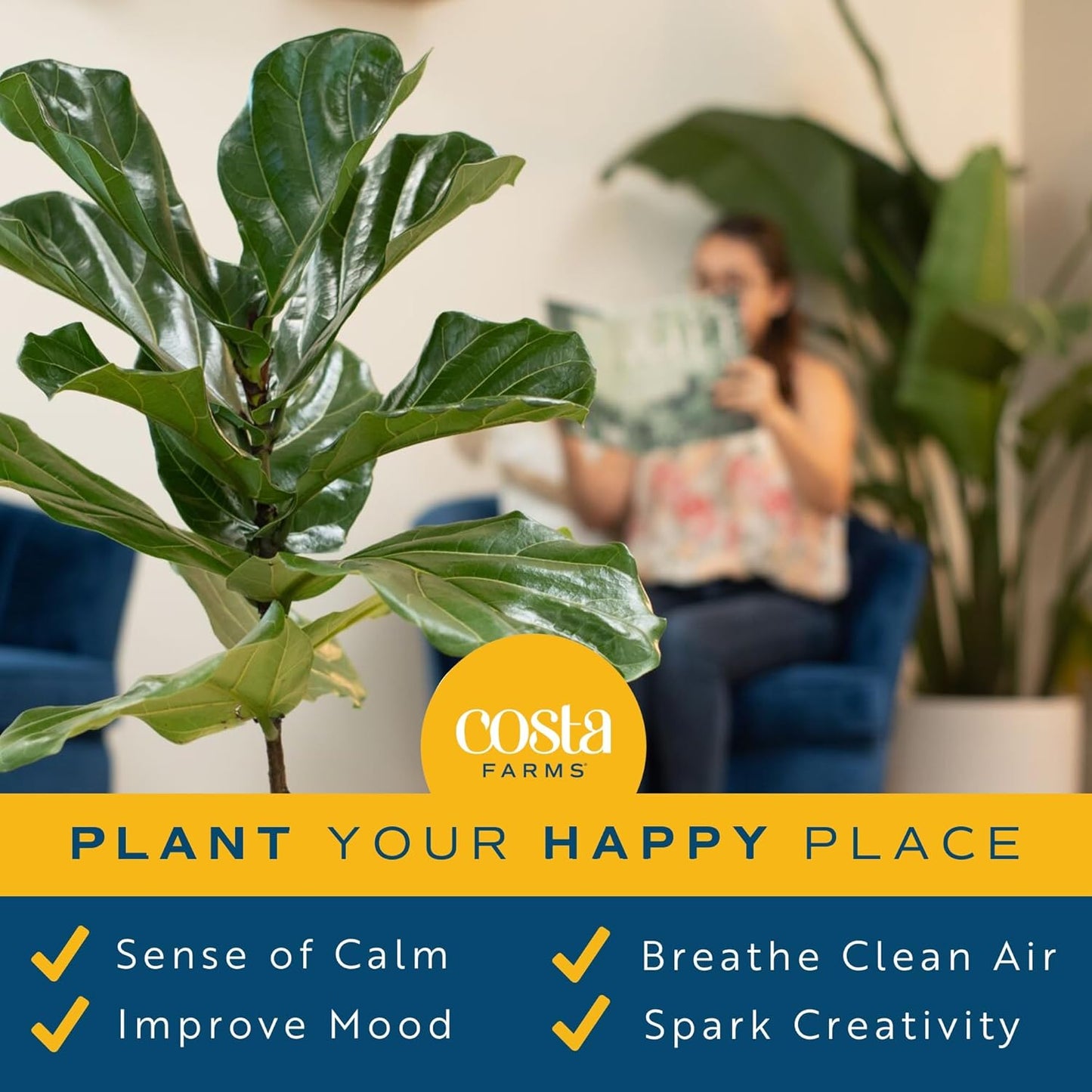 Fiddle Leaf Fig, Live Indoor Ficus Lyrata Floor Plant, Tropical Houseplant Potted in Nursery Planter, Housewarming, Birthday, Office and Living Room Decor, 2-3 Feet Tall