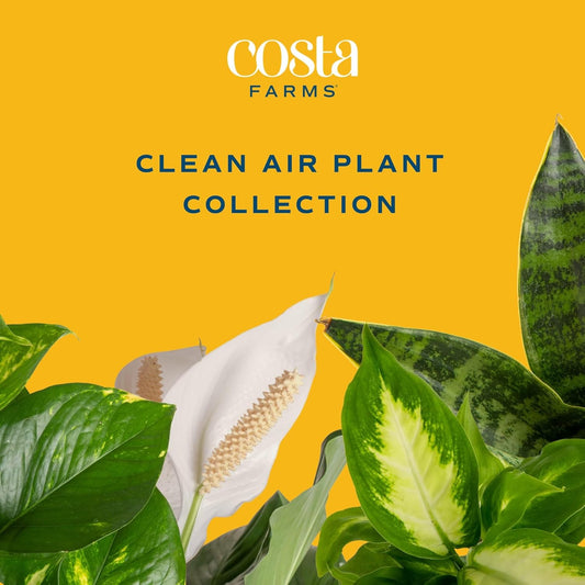 Live House Plants (4 Pack), Easy to Grow Live Indoor Houseplants, Grower'S Choice Air Purifier Set, Potted in Indoors Garden Plant Pots, Potting Soil, Housewarming Gift, Home or Room Decor