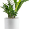 ZZ Plant, Live Indoor Houseplant in Modern Decor Planter, Natural Air Purifier in Potting Soil, Gift for Plant Lovers, Birthday Gift, Tabletop Living Room Decor, Desk Decor, 22-Inches Tall