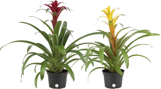 Blooming Bromeliad, Live Indoor Plant, Grower'S Choice, Assorted Colors - Red, Pink, Orange, Yellow, Ships in 6-Inch Grower Pot, 2-Pack, Fresh from Our Farm