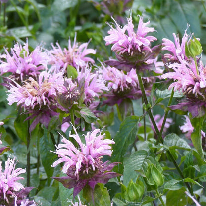 Wild Bergamot Seeds, Monarda, Bee Balm, Attracts Butterflies & Bees, FREE SHIP