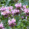 Wild Bergamot Seeds, Monarda, Bee Balm, Attracts Butterflies & Bees, FREE SHIP