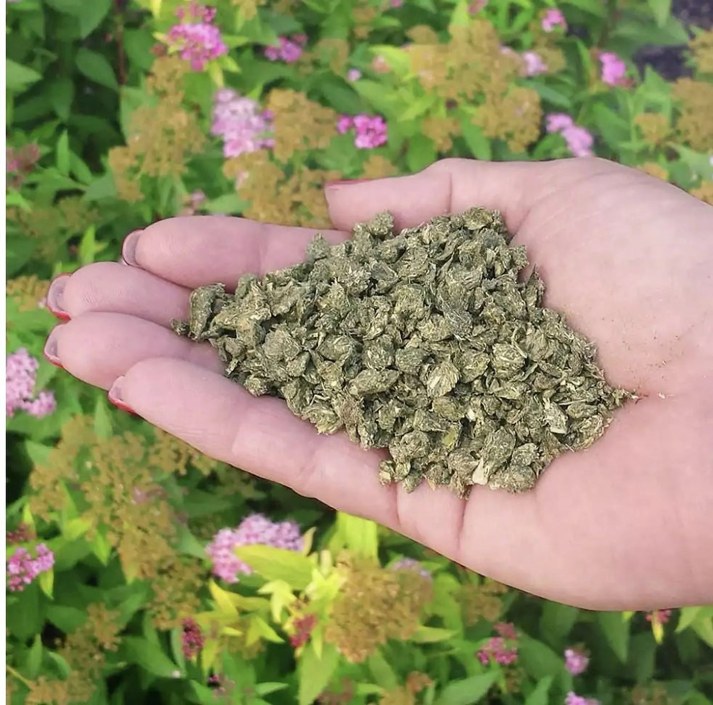 Organic & Natural Pure Gold All Purpose Plant Food, 2-2-2 Fertilizer, 3 Lb.