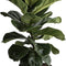 Fiddle Leaf Fig, Live Indoor Ficus Lyrata Floor Plant, Tropical Houseplant Potted in Nursery Planter, Housewarming, Birthday, Office and Living Room Decor, 2-3 Feet Tall