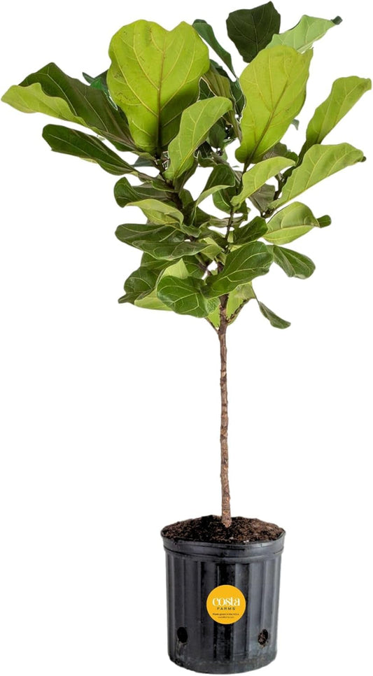 Fiddle Leaf Fig Tree, Live Indoor Floor Plant in Nursery Grow Pot, Clean Air Purifying Houseplant in Potting Soil, Living Room Decor, Housewarming New Home Gift, 3-4 Feet Tall
