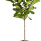 Fiddle Leaf Fig Tree, Live Indoor Floor Plant in Nursery Grow Pot, Clean Air Purifying Houseplant in Potting Soil, Living Room Decor, Housewarming New Home Gift, 3-4 Feet Tall