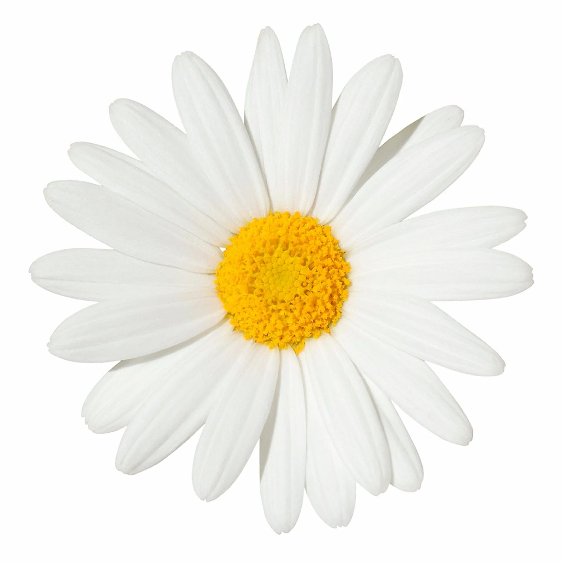 - Daisy Tote Bag - Natural Canvas Tote Bag, Cloth Shopping Bag