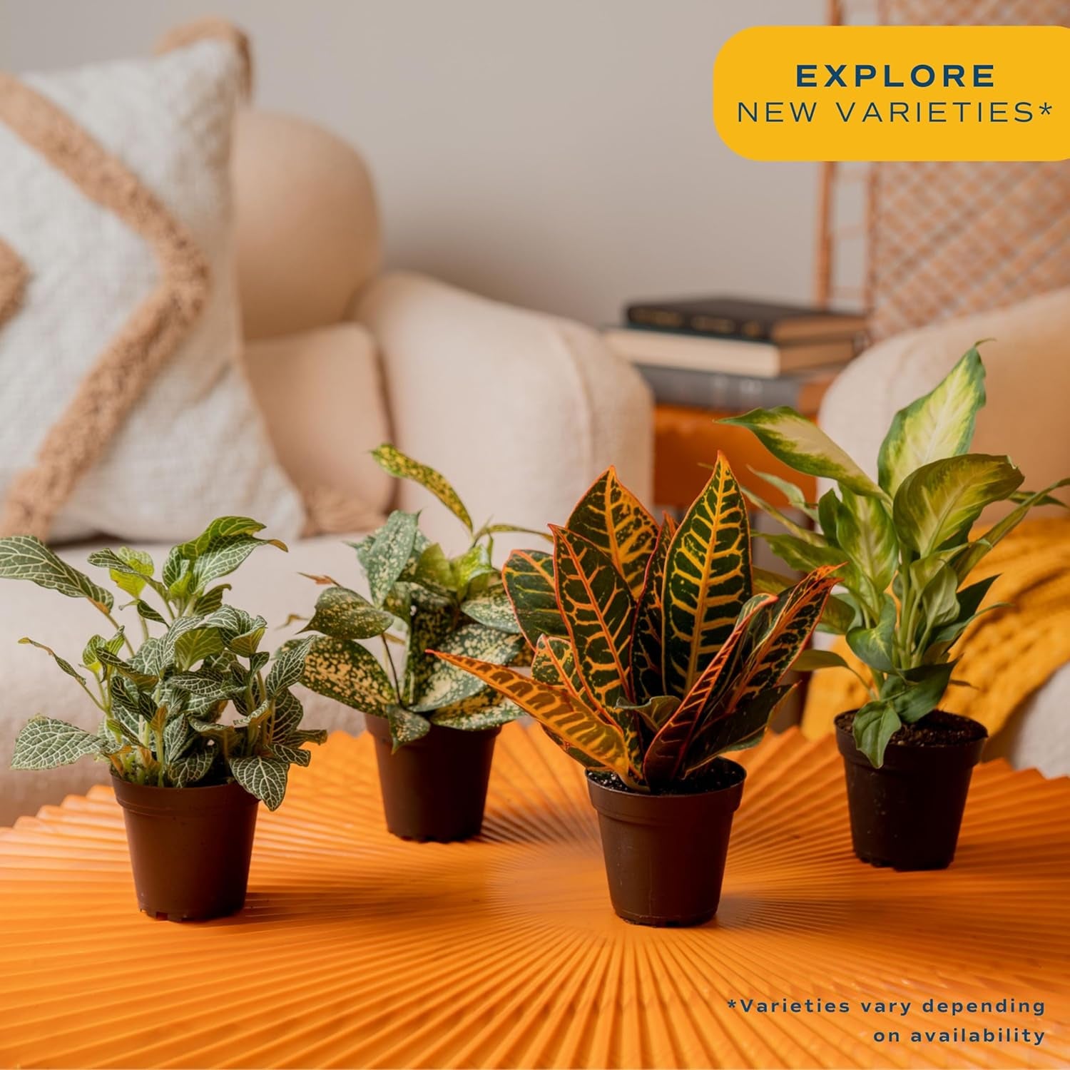 Live House Plants (4 Pack), Easy to Grow Live Indoor Houseplants, Grower'S Choice Air Purifier Set, Potted in Indoors Garden Plant Pots, Potting Soil, Housewarming Gift, Home or Room Decor