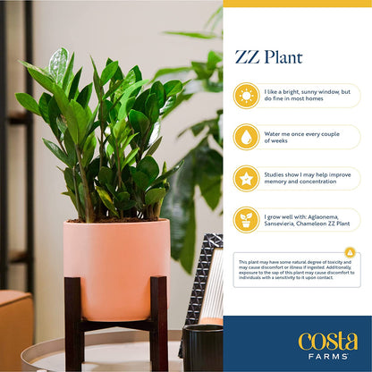 ZZ Plant, Live Indoor Houseplant in Modern Decor Planter, Natural Air Purifier in Potting Soil, Gift for Plant Lovers, Birthday Gift, Tabletop Living Room Decor, Desk Decor, 22-Inches Tall