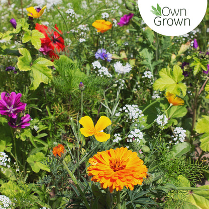 Bee Kind 10000 Wildflower Seeds Mix Flower Seed, Attract Bees