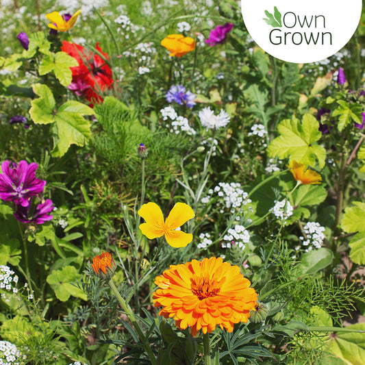 Bee Kind 10000 Wildflower Seeds Mix Flower Seed, Attract Bees